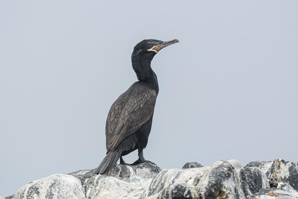 neotropic cormorant is one of the animals in saint lucia
