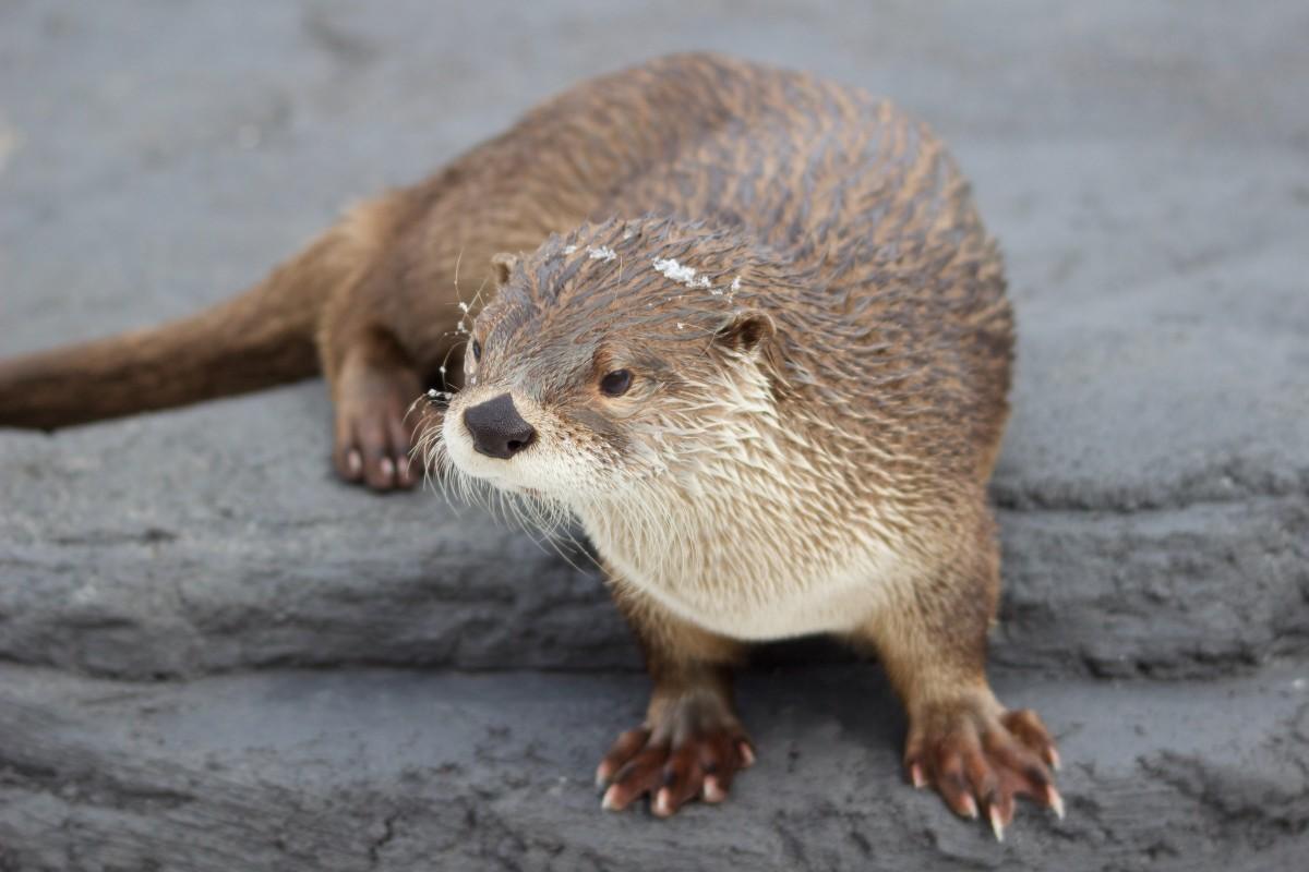 neotropical otter is among the animals to see in costa rica