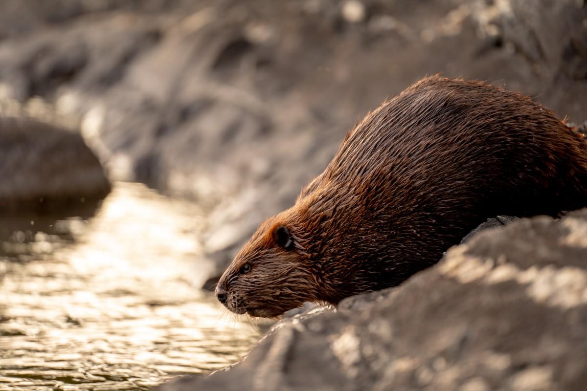 north american beaver is part of the mexico animals list