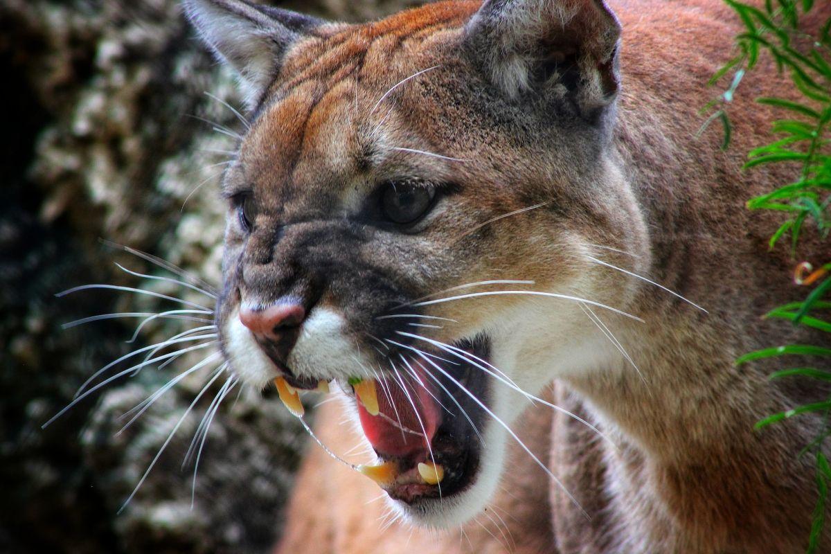 north american cougar is part of the wildlife of mexico