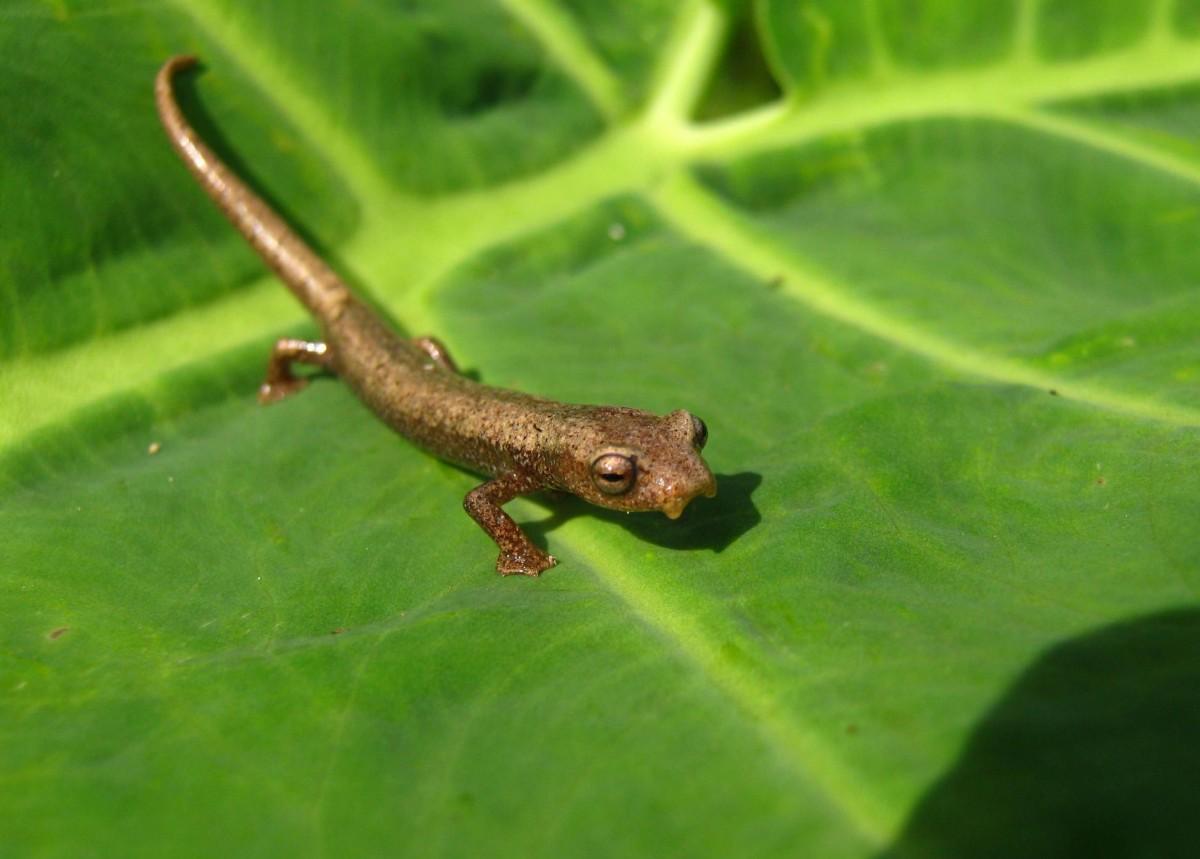 northern banana salamander