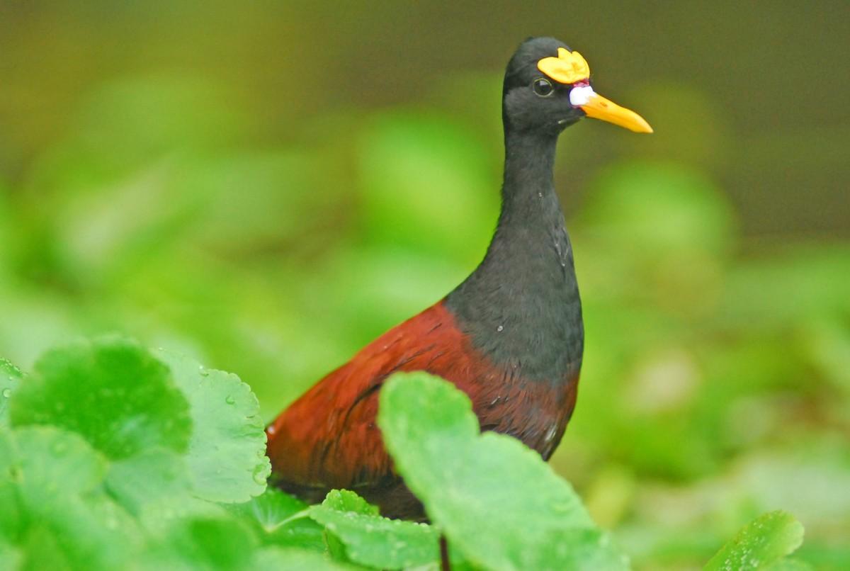 northern jacana