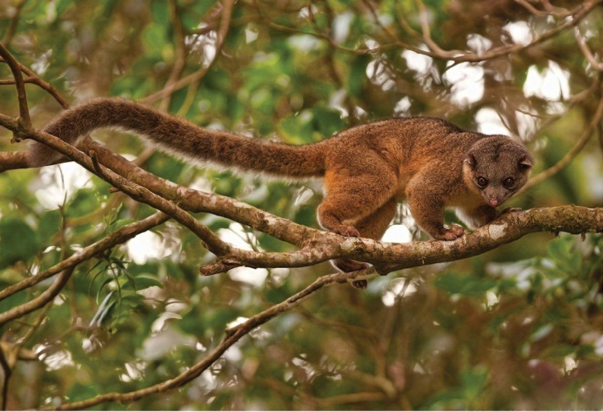 northern olingo is part of the panama wildlife