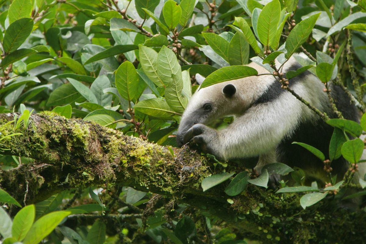 northern tamandua is part of the wildlife in mexico