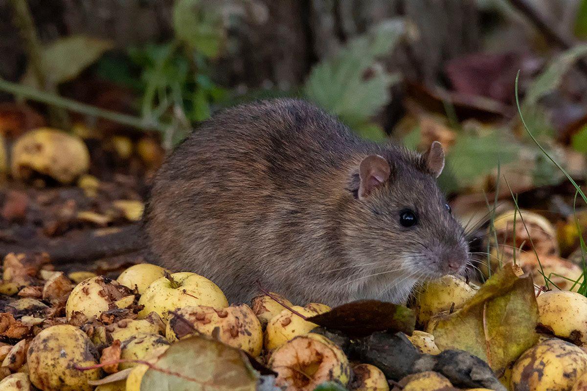 norway rat is among the animals barbados has on its land