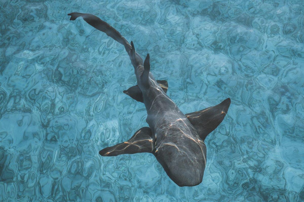 nurse shark is one of the bahamas native animals