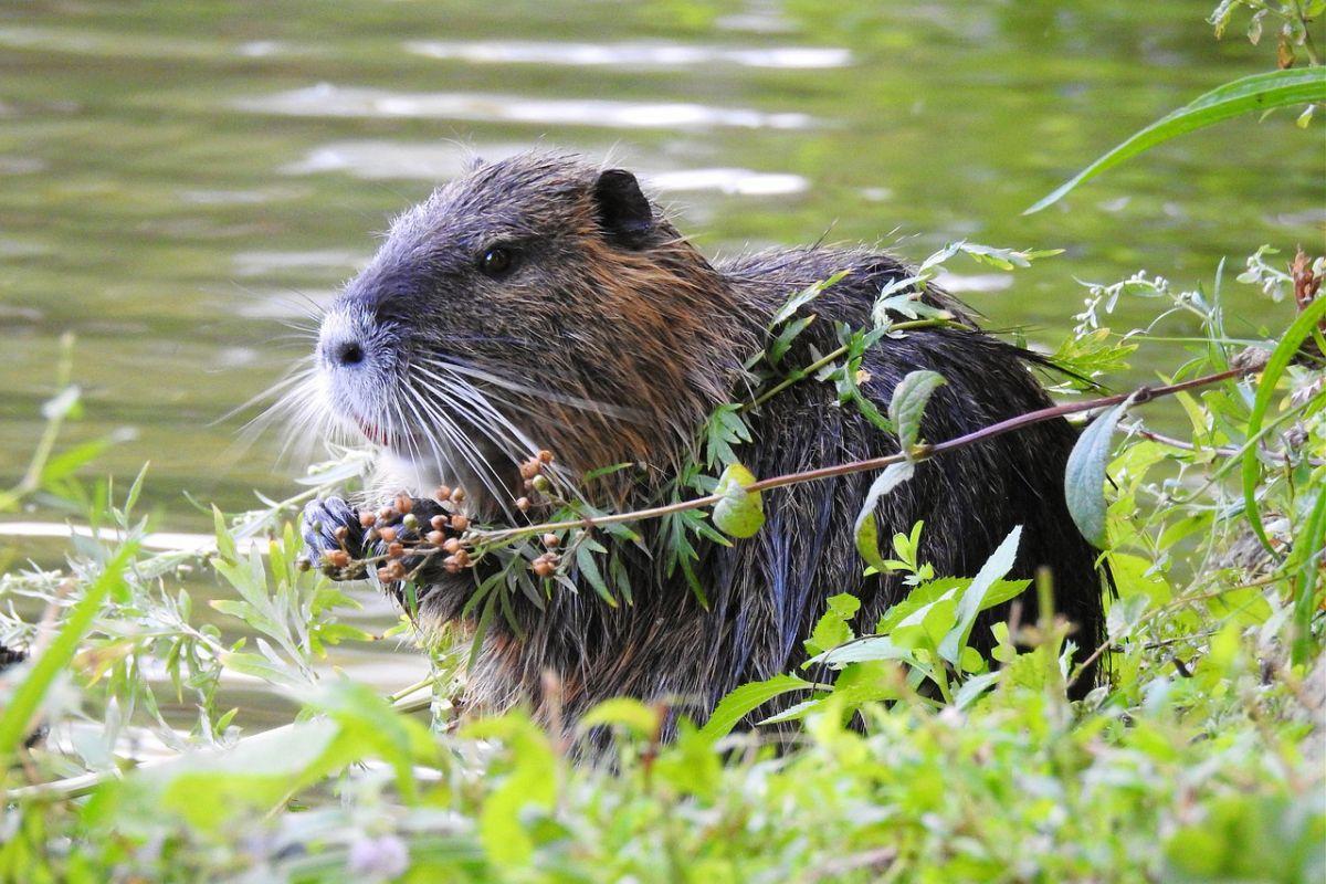 nutria is one of the animals from uruguay