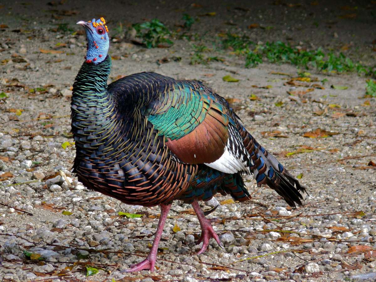 ocellated turkey is part of the wildlife in guatemala