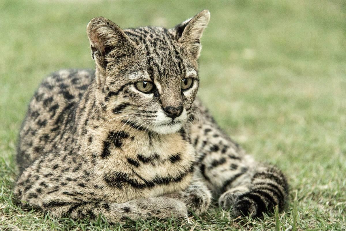 ocelot is one of the native animals in belize