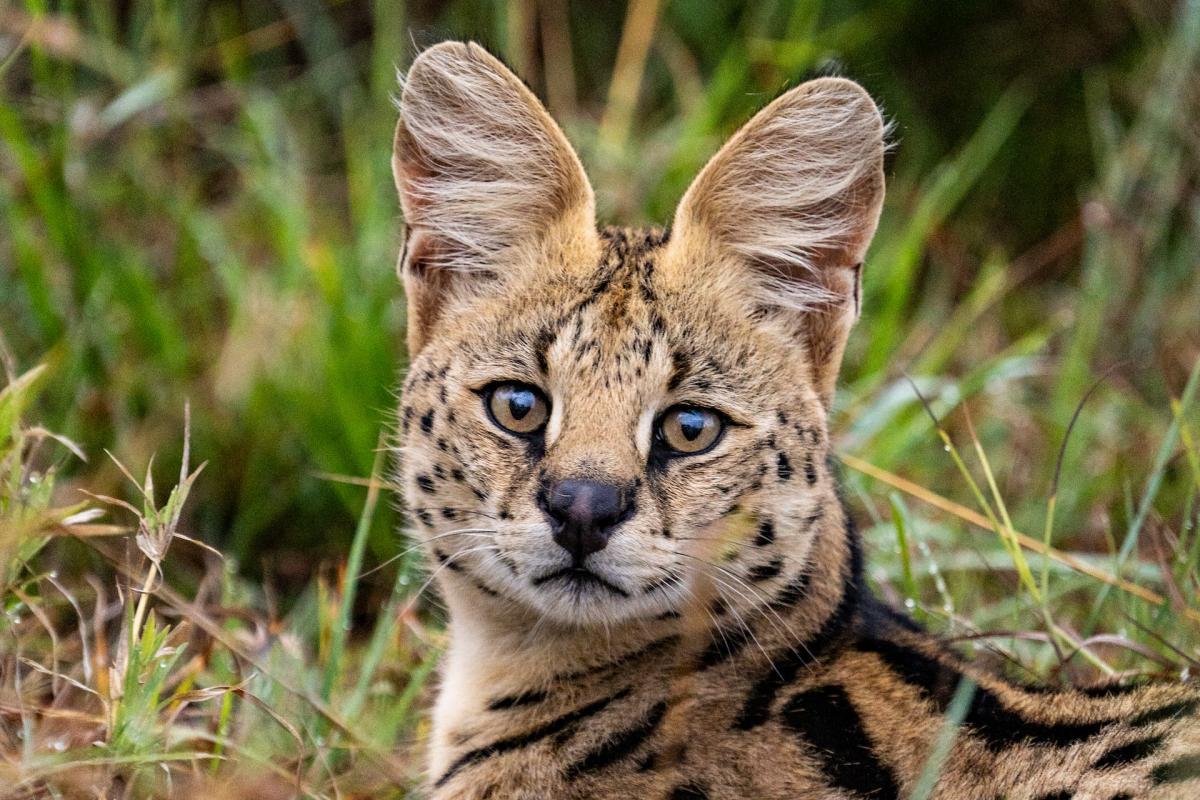 ocelot is one of the native animals in el salvador