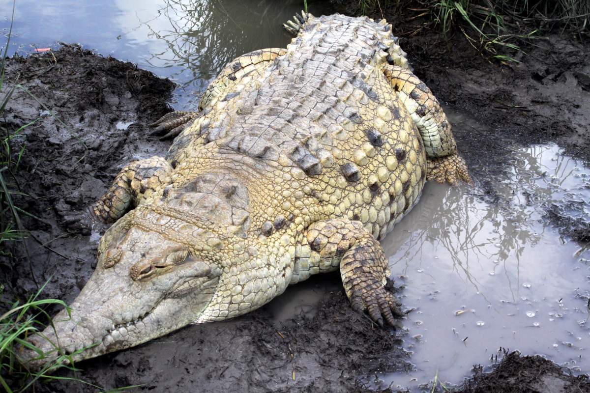 orinoco crocodile is one of the endangered animals in venezuela