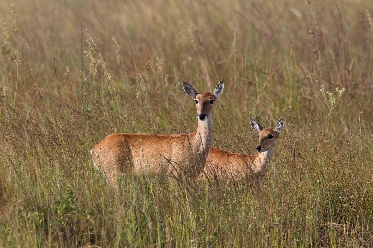 pampas deer is one of the native animals in paraguay