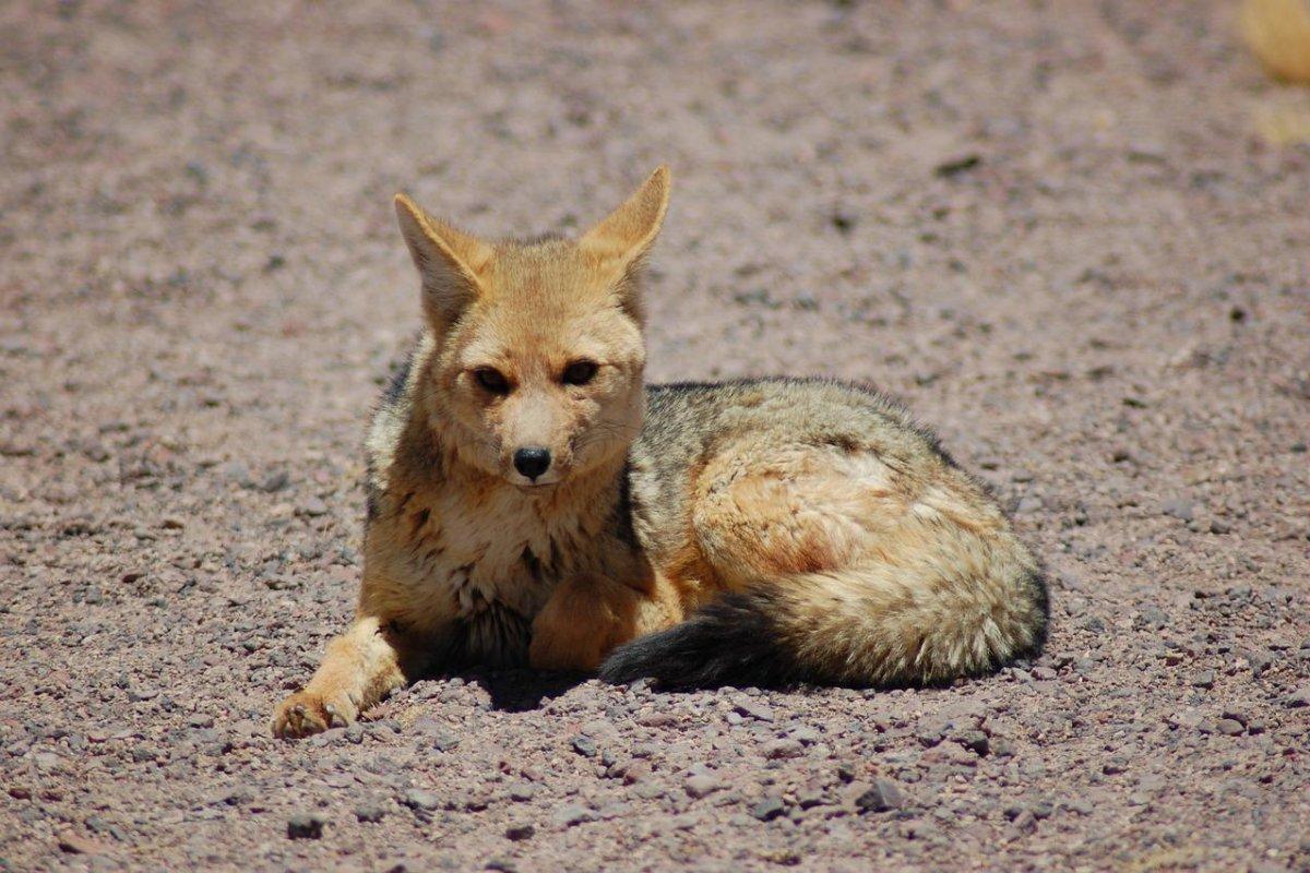 pampas fox