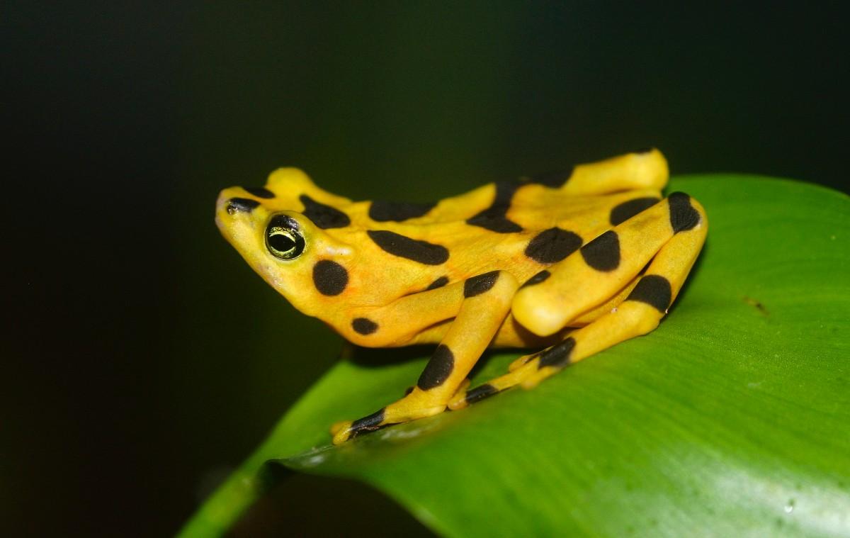 panamanian golden frog is part of the wildlife in panama