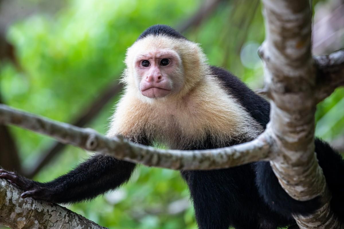 panamian white-faced capuchin is one of the wild animals of costa rica