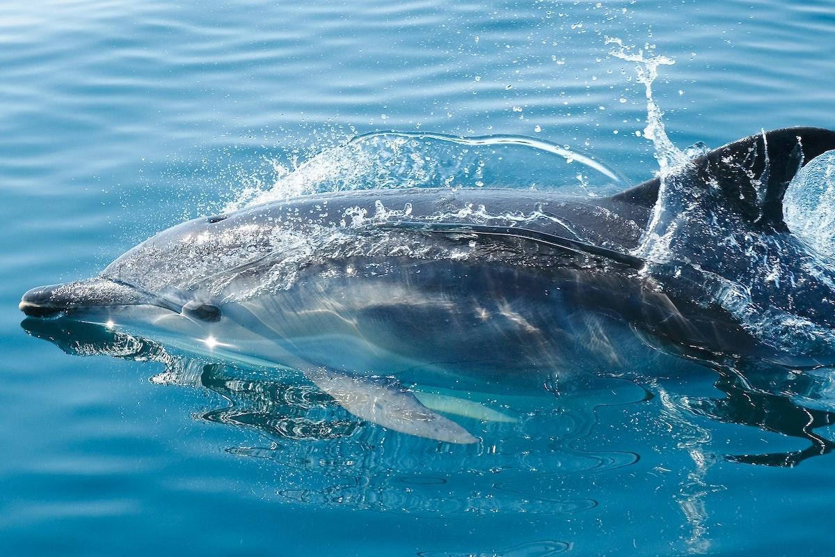 pantropical spotted dolphin