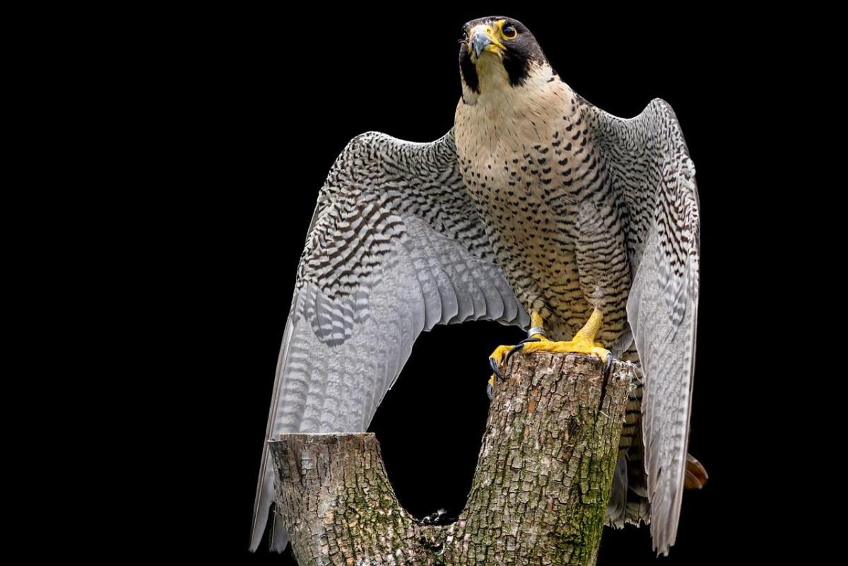 peregrine falcon is part of saint lucia wildlife