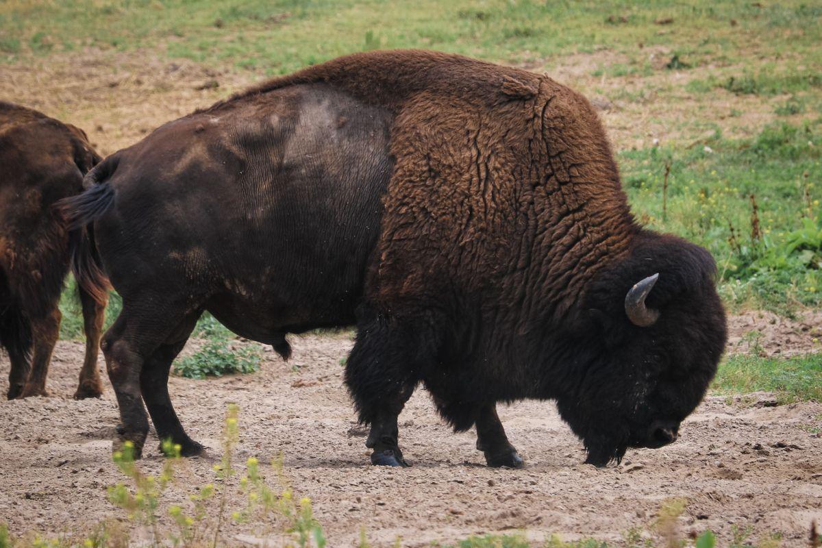 plains bison is among the animals that live in mexico