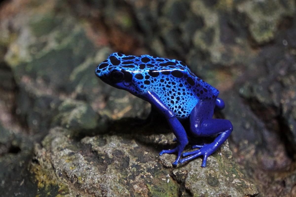 poison dart frog is in the list of animals in belize