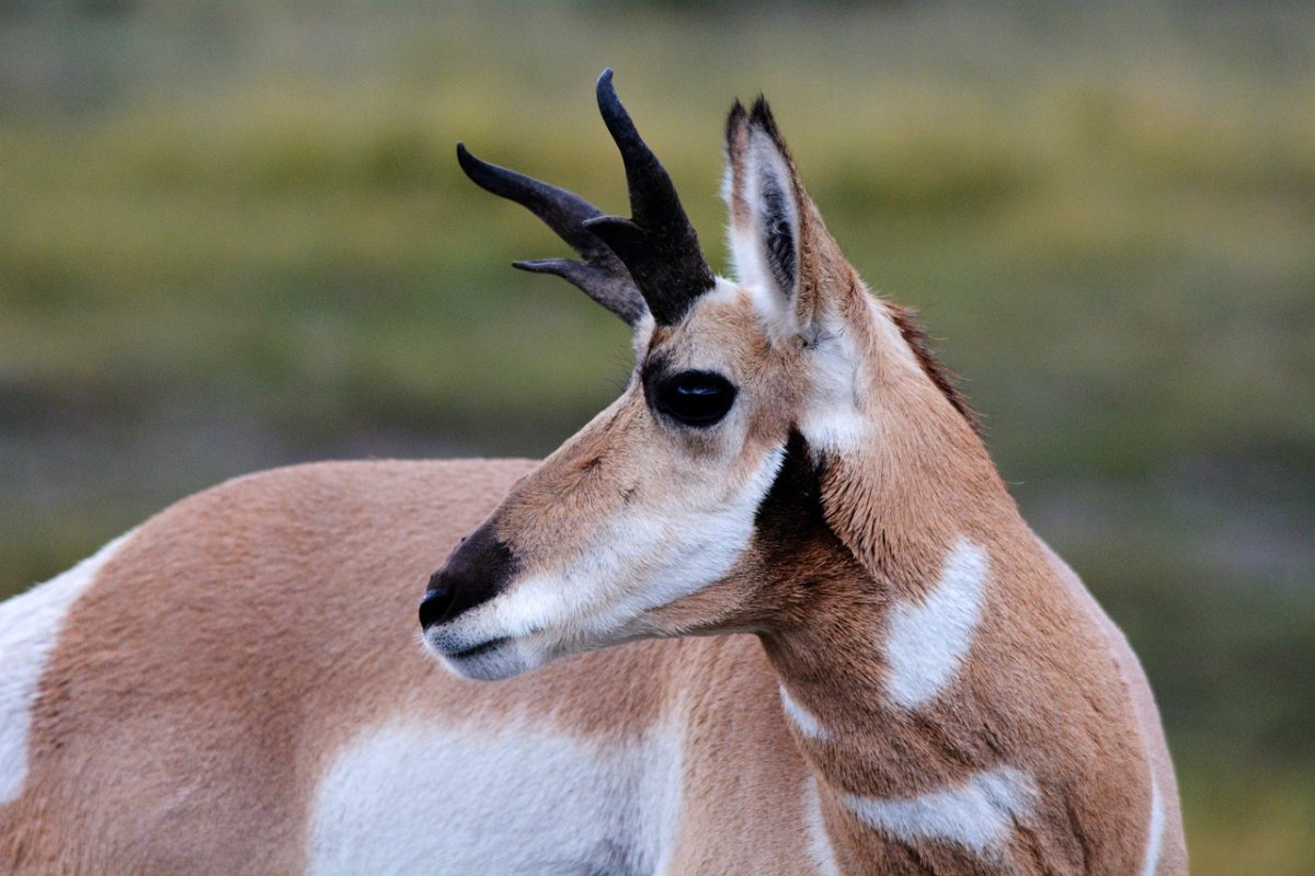 pronghorn is in the list of native animals from mexico