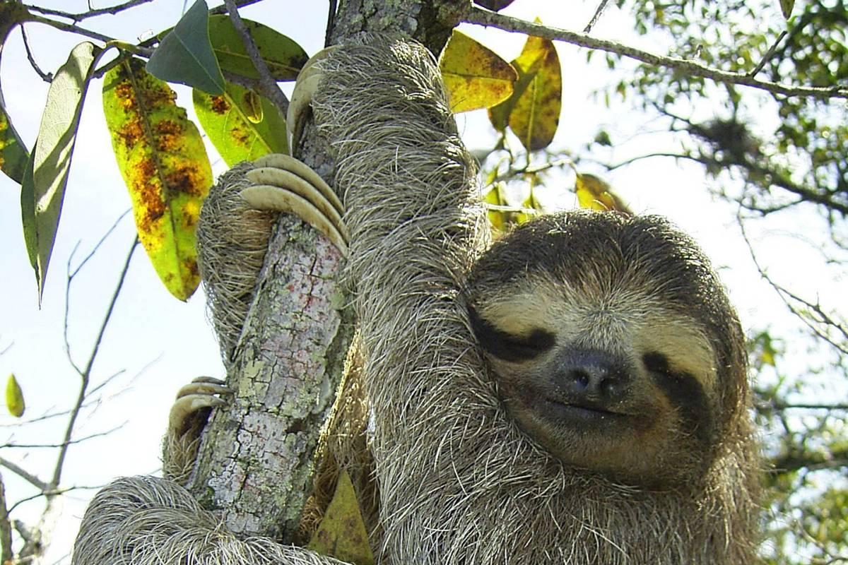 pygmy three-toed sloth is one of the native animals in panama
