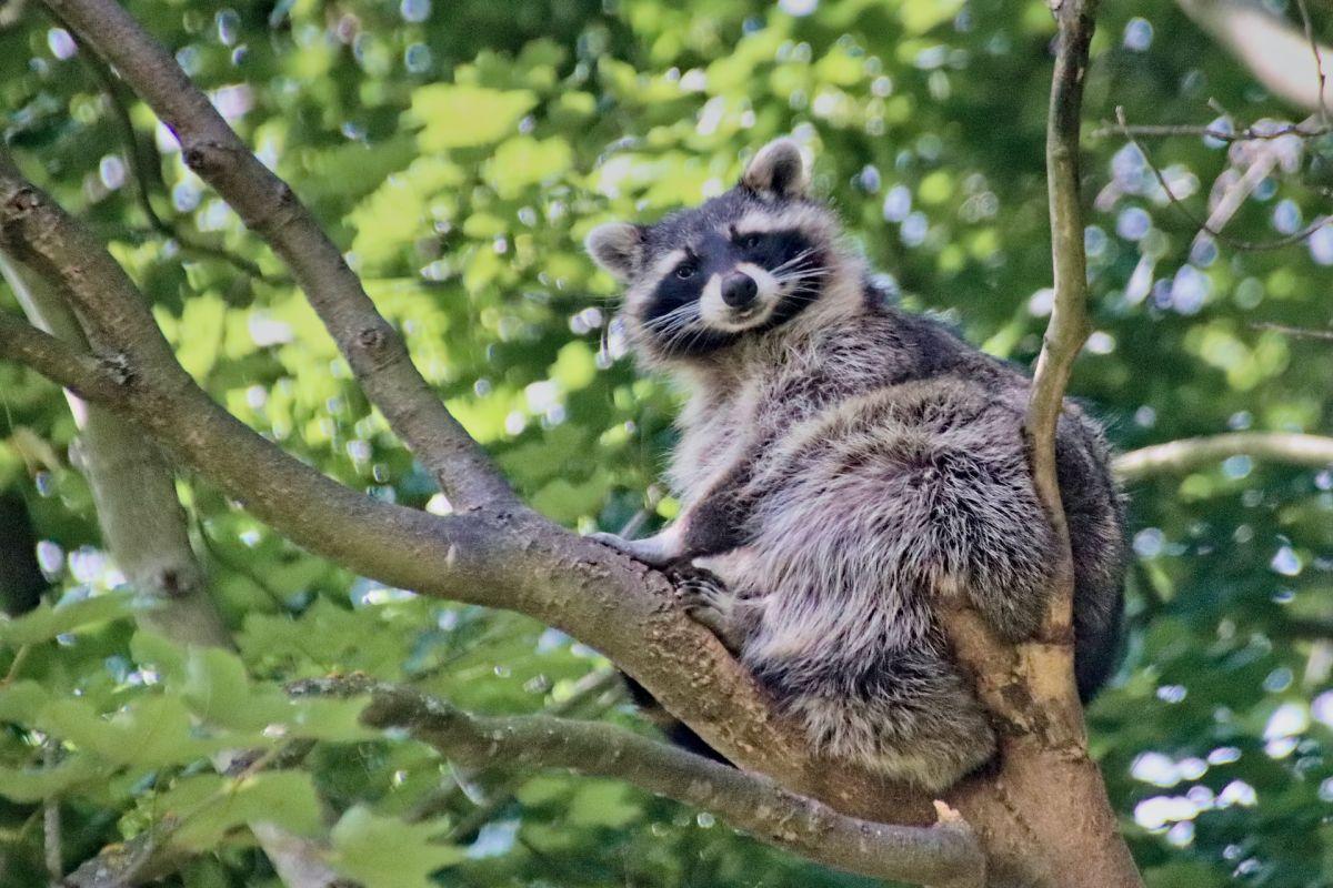 raccoon is part of the jamaica animals list