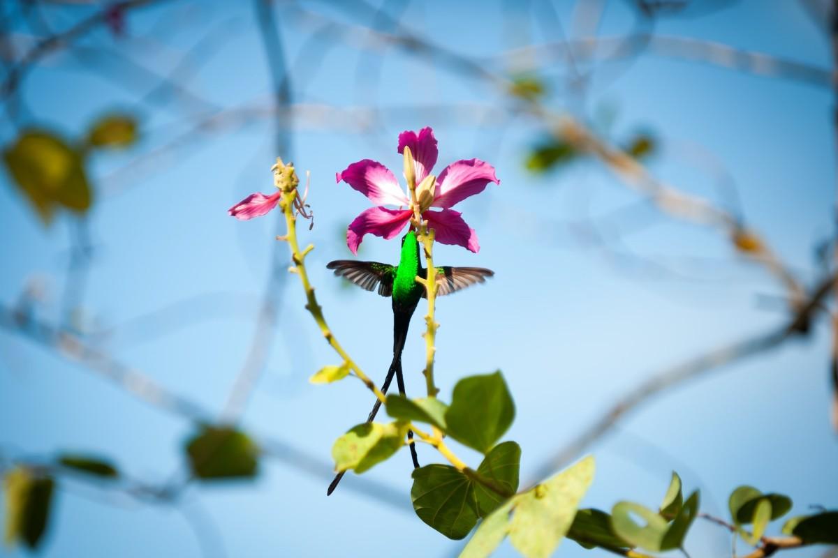 red-billed streamertail is jamaica national animal