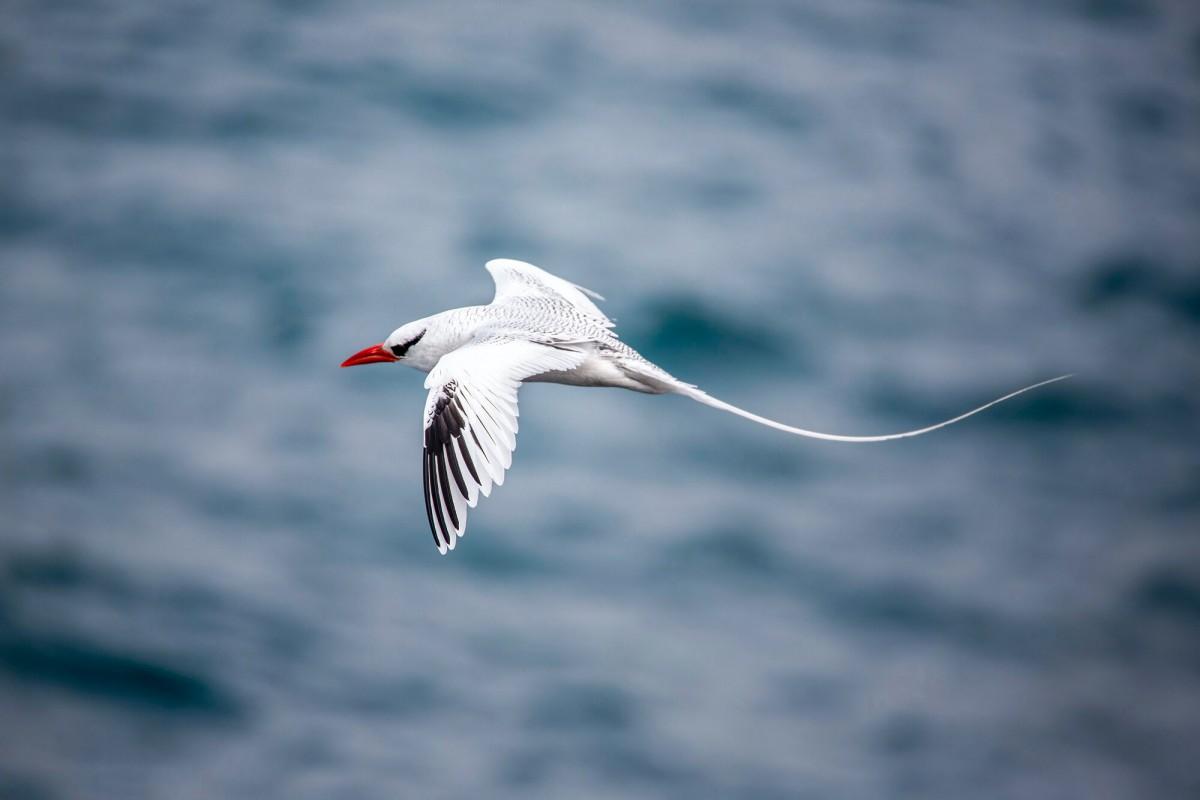 red-billed tropicbird