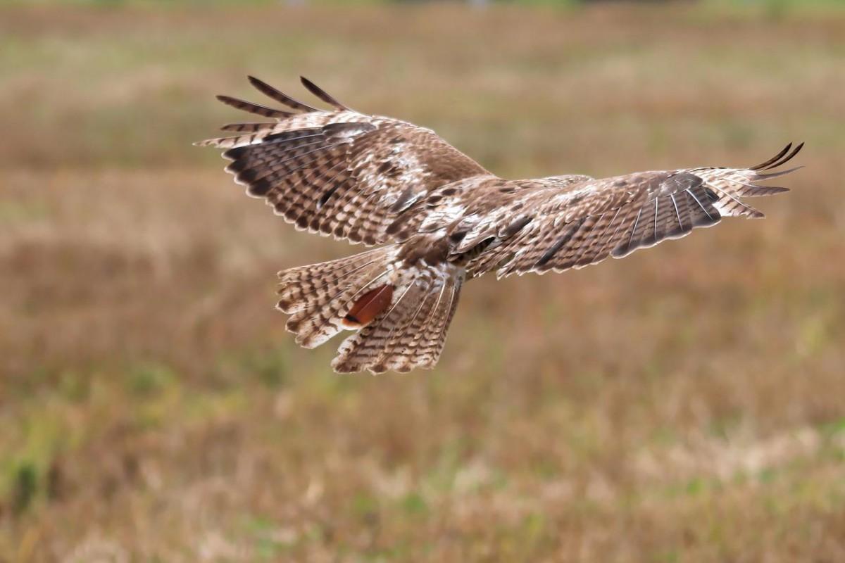 red-tailed hawk is among the native animals of antigua and barbuda