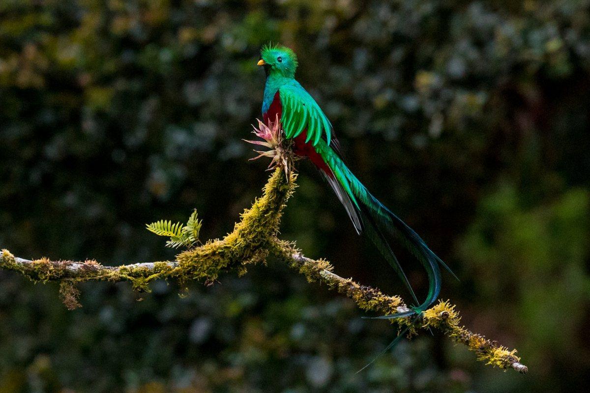resplendent quetzal is guatemala national animal