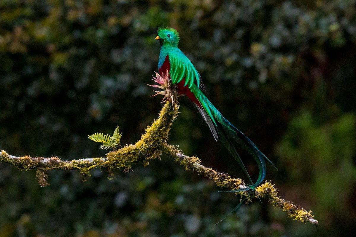 resplendent quetzal is one of the animals from costa rica