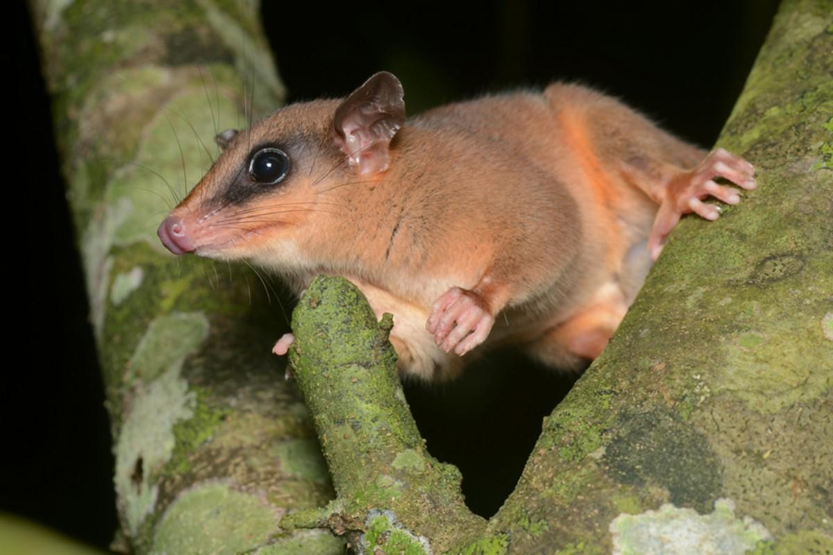robinson’s mouse opossum is one of the common animals in grenada