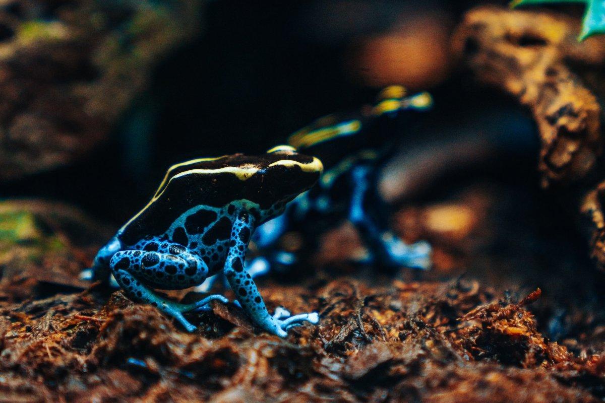 rockstone poison dart frog is among the guyana animals