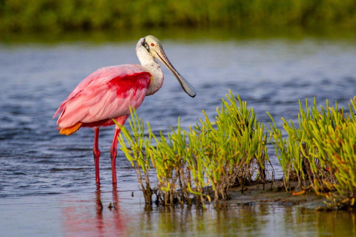 roseate spoonbill