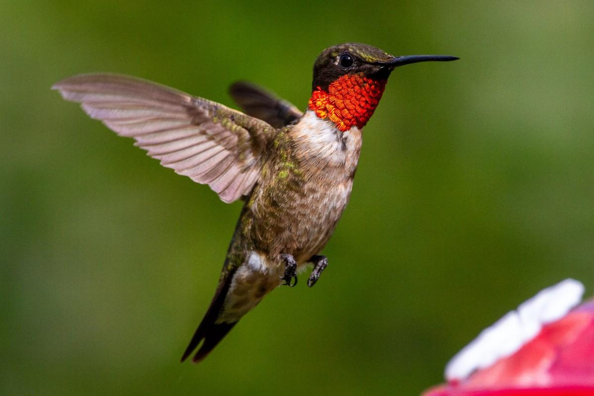 ruby-throated hummingbird