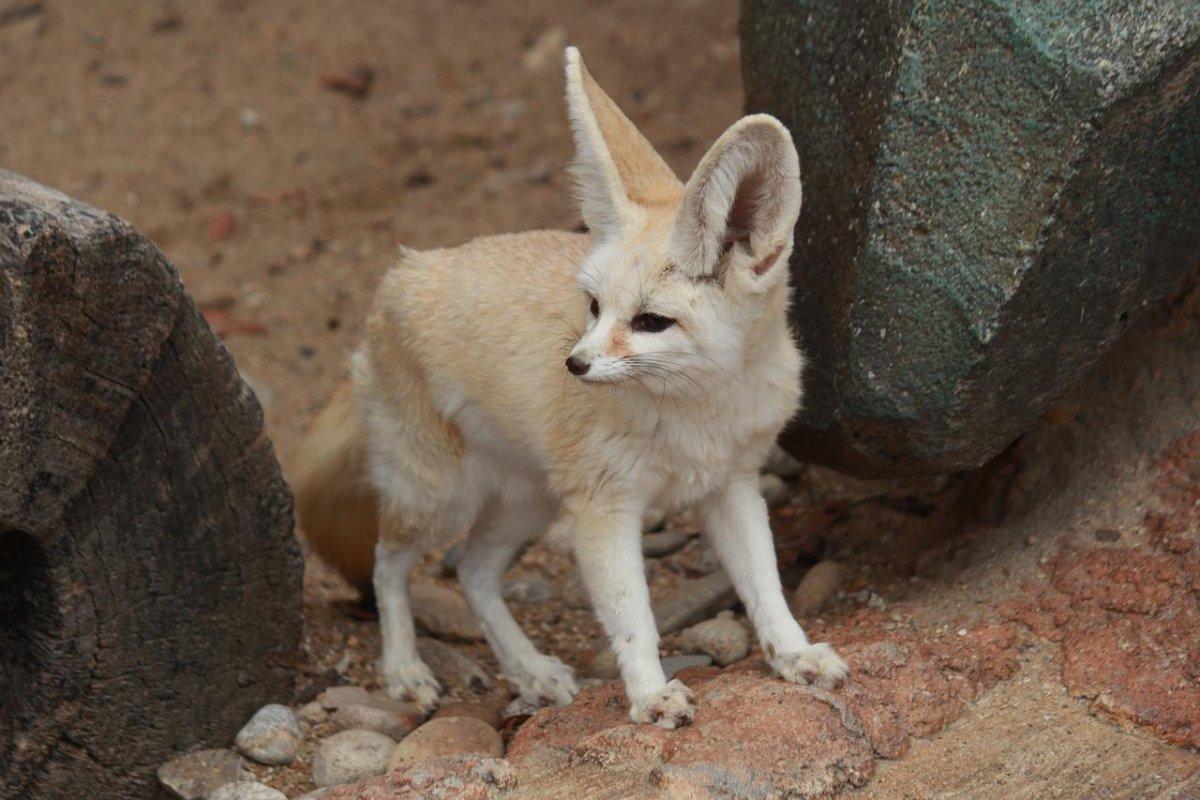 ruppell's fox is among saudi arabia desert animals