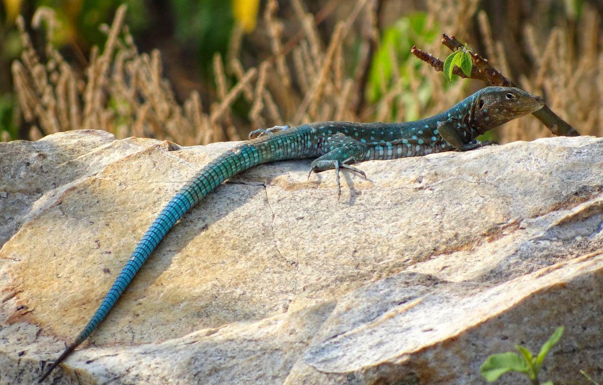 saint lucia whiptail