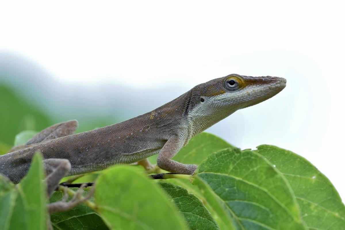 saint lucian anole