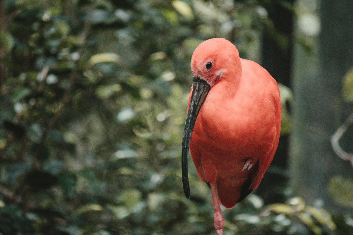 scarlet ibis is trinidad and tobago national animal