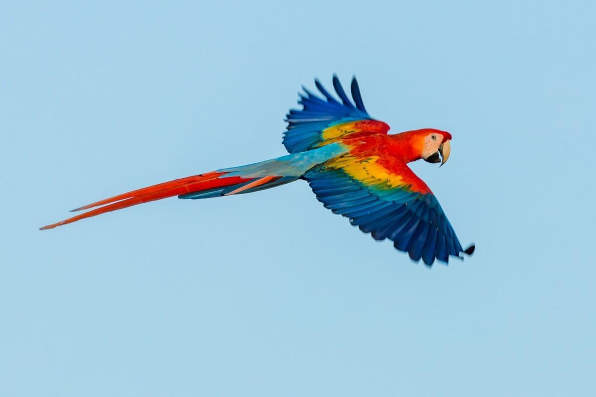 scarlet macaw is in the list of panama native animals