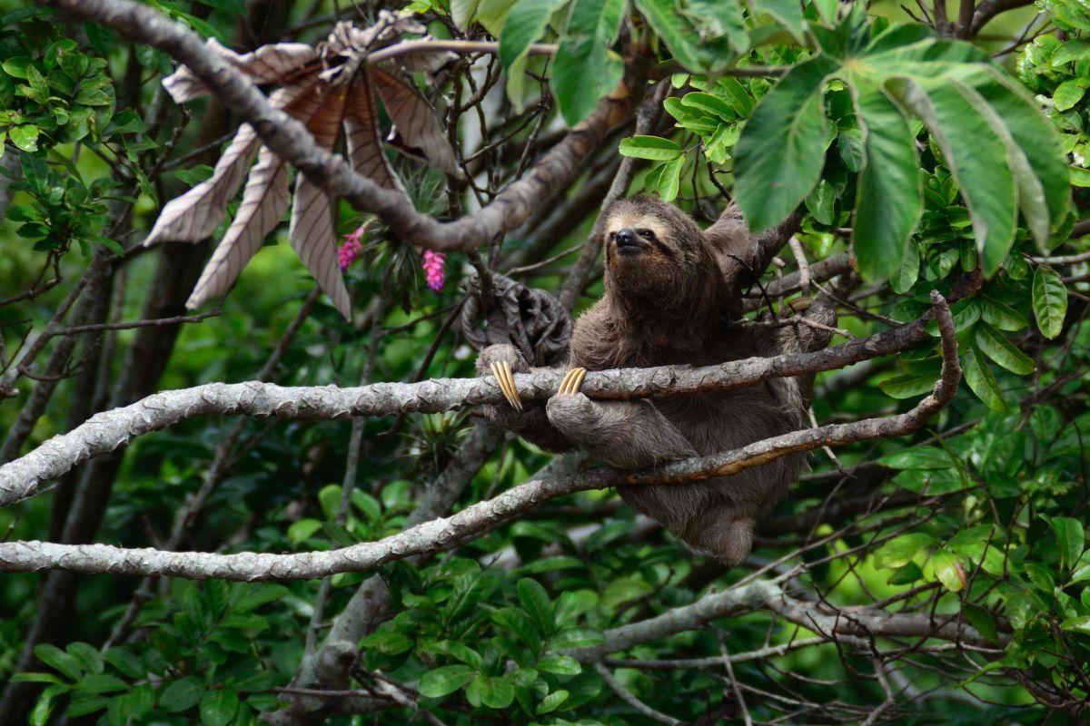 sloth is the national animal of costa rica