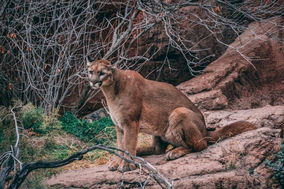 south american cougar is one of guyana wild animals