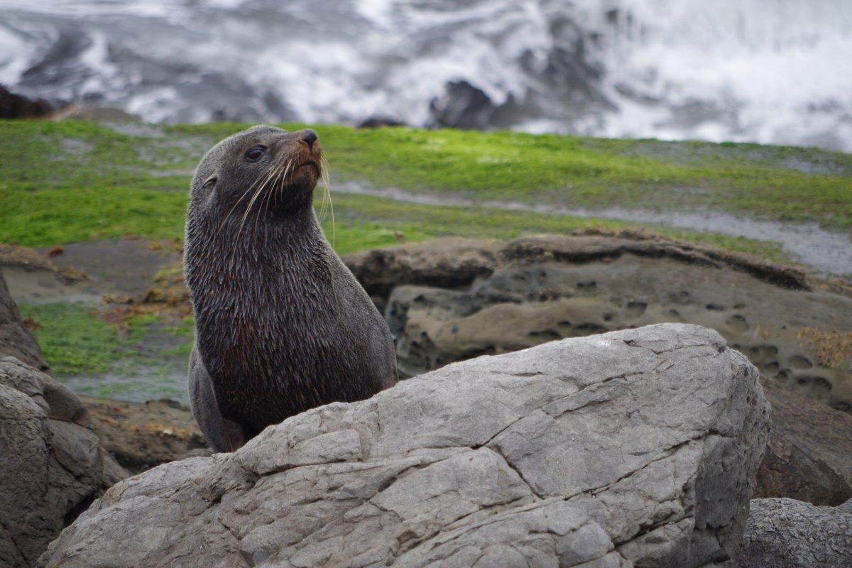 south american fur seal is one of the common animals in peru
