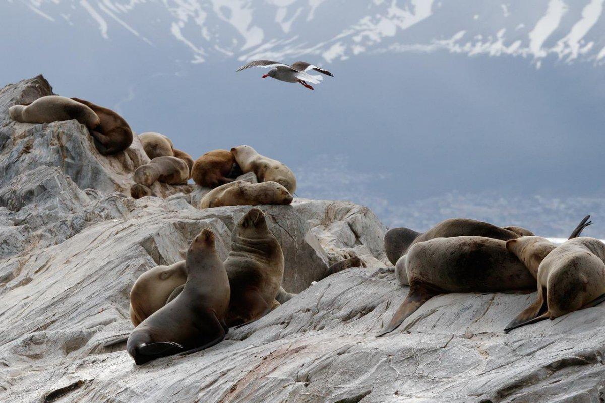 south american sea lion