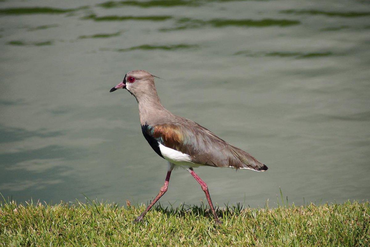 southern lapwing is the national animal of uruguay