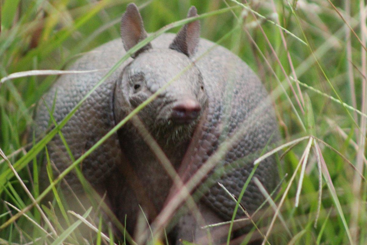 southern long-nosed armadillo is among the endangered species in uruguay