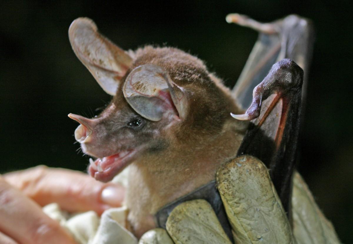 spectral bat is one of the animals from guyana