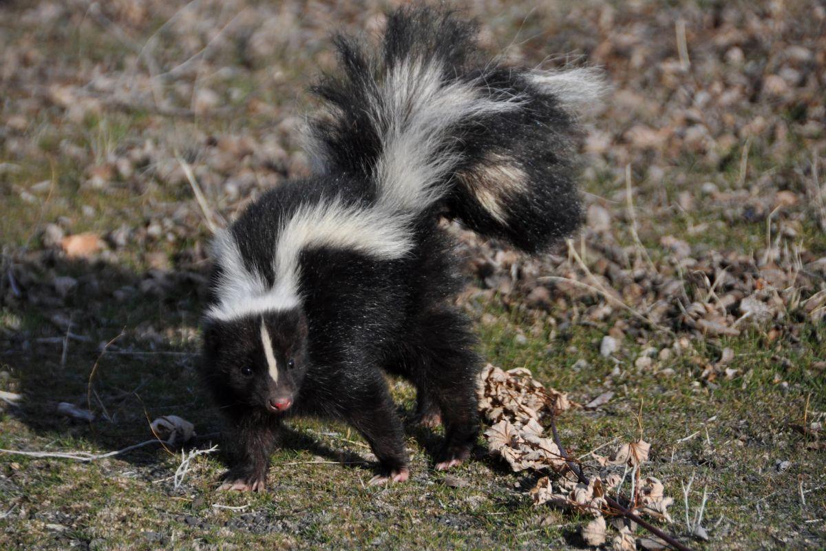 striped hog-nosed skunk