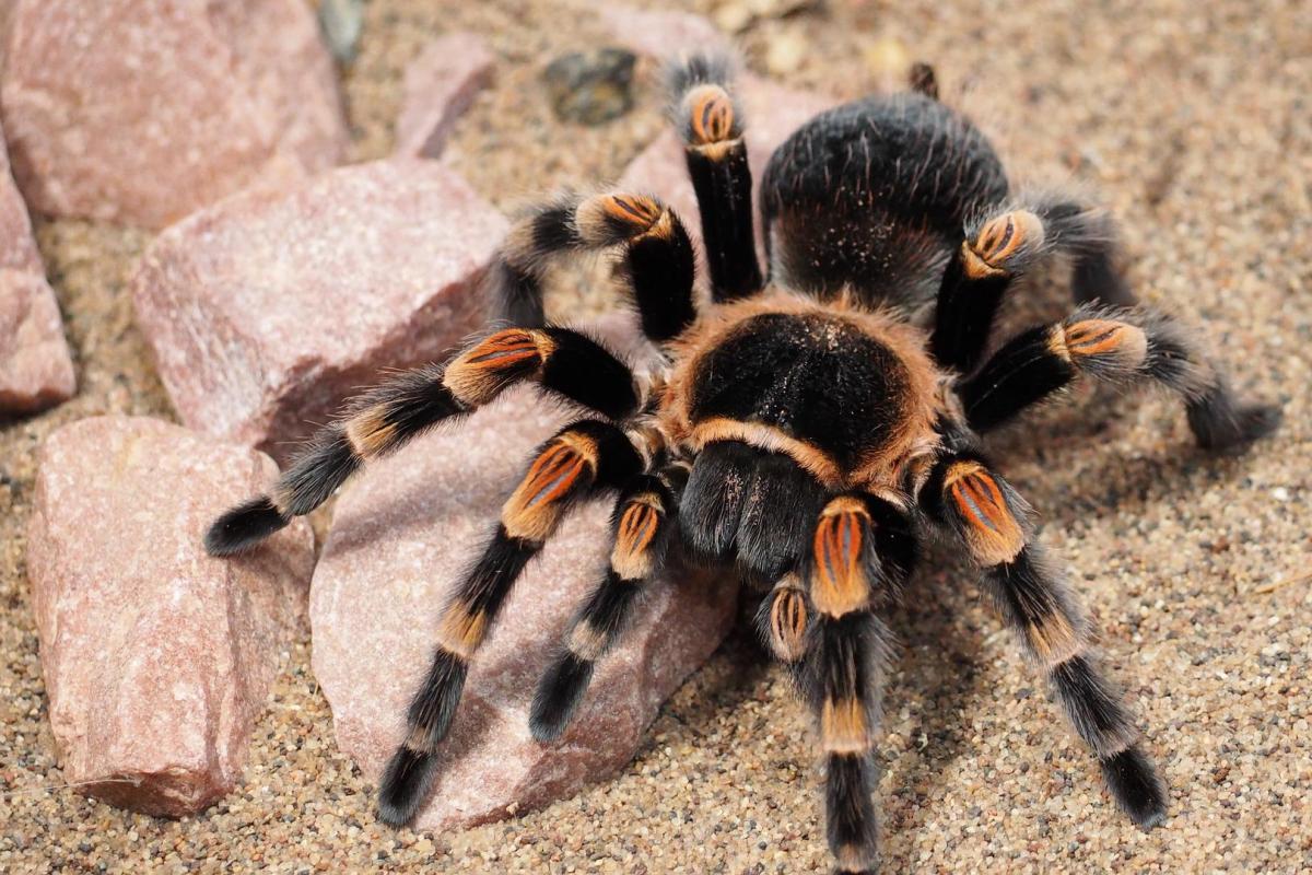 tarantula