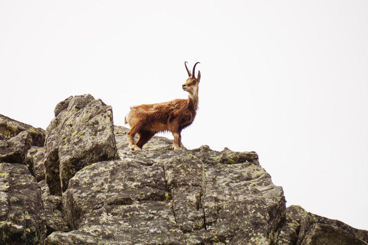 tatra chamois on a rocky peak